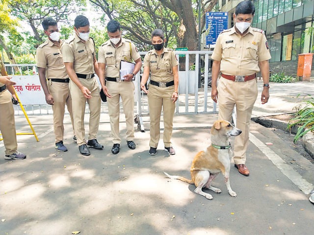 Raja , the three-legged dog has been “adopted” by the police personnel at the Bal Gandharva checkpost. (HT)