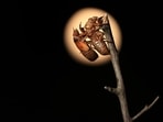 Magicicada periodical cicada nymph clings to the empty shell of a previously molted cicada on May 21 in Takoma Park, Maryland. Billions of periodical cicadas, members of the Brood X emergence, are coming out of the ground in the eastern United States and Midwest to molt, mate, lay eggs and die after living underground since 2004 -- all against the backdrop of the deafening noise that males make to attract females..