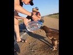 A man helping an eagle quench its thirst. A man helping an eagle quench its thirst.