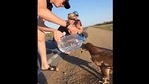 A man helping an eagle quench its thirst. (Twitter/@buitengebieden_) A man helping an eagle quench its thirst. (Twitter/@buitengebieden_)