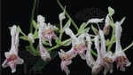 New species of African Violet. (Photo: Sourced) New species of African Violet. (Photo: Sourced)