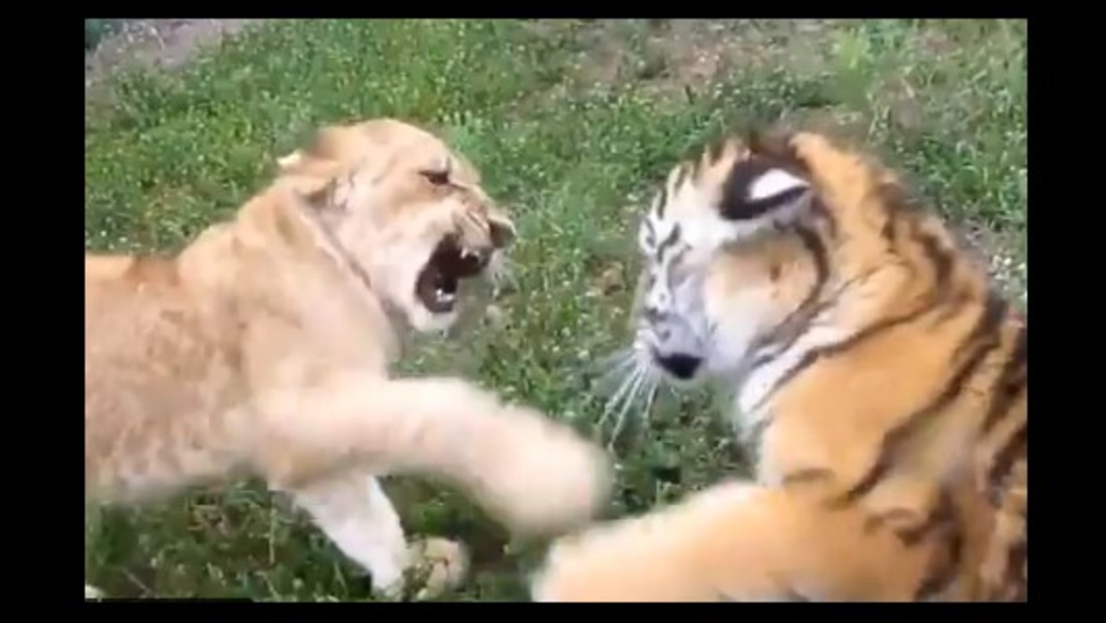 Tiger cub 'fiercely' fights with lion cub, end up melting ...