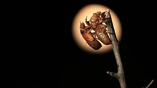 Magicicada periodical cicada nymph clings to the empty shell of a previously molted cicada on May 21 in Takoma Park, Maryland. Billions of periodical cicadas, members of the Brood X emergence, are coming out of the ground in the eastern United States and Midwest to molt, mate, lay eggs and die after living underground since 2004 -- all against the backdrop of the deafening noise that males make to attract females..(Chip Somodevilla/Getty Images/AFP)