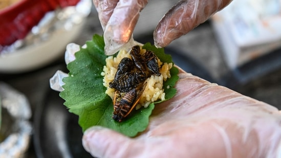 Fried cicadas are rolled into a sushi roll by Chef Bun Lai at Fort Totten Park in Washington, DC on May 23.The chef seasoned the cicadas with salt before frying them in a large skillet. Finally, the fried insects were rolled into sushi, getting wrapped in large leaves with rice and vegetables, before being served. Roque, expecting the worst, said she was in fact "delightfully surprised."(Andrew Caballero-Reynolds / AFP)