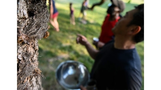 Chef Bun Lai (R) and friends collecting cicadas to cook with at Fort Totten Park in Washington, DC on May 23. Using his Instagram and Twitter accounts, Bun announced when he would be catching and cooking a few -- and then sharing them free of charge. "Free cicada hunt and cookout," Bun tweeted. "Bring ingredients to cook with and join me in getting creative or just eat!"(Andrew Caballero-Reynolds / AFP)