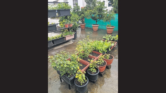 The terrace garden belonging to Ajay Agarwal in Pune provides a cooler roof and essential herbs. (HT PHOTO)