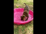 The doggo playing in his new pool. (Reddit/ashkrul) The doggo playing in his new pool. (Reddit/ashkrul)