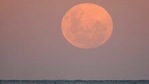 The moon rises as surfers wait for waves in Sydney Wednesday, May 26, 2021. A total lunar eclipse, also known as a Super Blood Moon, will take place later tonight as the moon appears slightly reddish-orange in colour. (AP) The moon rises as surfers wait for waves in Sydney Wednesday, May 26, 2021. A total lunar eclipse, also known as a Super Blood Moon, will take place later tonight as the moon appears slightly reddish-orange in colour. (AP)