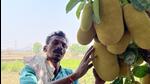 Santosh Bhawar, 48, holds up a bunch of jackfruit in his farm in Devnaliya, a village in Madhya Pradesh’s Dewas district. Bhawar says he has been able to reap three crops, instead of two, and raised his income three times over by simply digging pits to conserve rain water. (Photo: Zia Haq/HT) Santosh Bhawar, 48, holds up a bunch of jackfruit in his farm in Devnaliya, a village in Madhya Pradesh’s Dewas district. Bhawar says he has been able to reap three crops, instead of two, and raised his income three times over by simply digging pits to conserve rain water. (Photo: Zia Haq/HT)