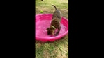 The doggo playing in his new pool. (Reddit/ashkrul) The doggo playing in his new pool. (Reddit/ashkrul)