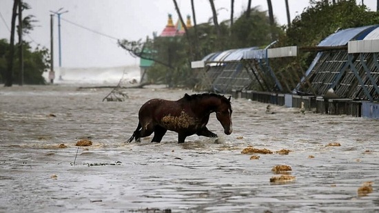 A horse wades through a water-logged road at Digha in East Medinipur district of West Bengal, on May 26.(Rupak De Chowdhuri / REUTERS)