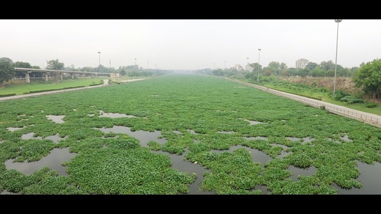 Weed has formed a green carpet on Gomti river. (deepak gupta/ht)