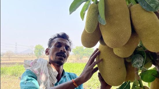 Santosh Bhawar, 48, holds up a bunch of jackfruit in his farm in Devnaliya, a village in Madhya Pradesh’s Dewas district. Bhawar says he has been able to reap three crops, instead of two, and raised his income three times over by simply digging pits to conserve rain water. (Photo: Zia Haq/HT) Santosh Bhawar, 48, holds up a bunch of jackfruit in his farm in Devnaliya, a village in Madhya Pradesh’s Dewas district. Bhawar says he has been able to reap three crops, instead of two, and raised his income three times over by simply digging pits to conserve rain water. (Photo: Zia Haq/HT)