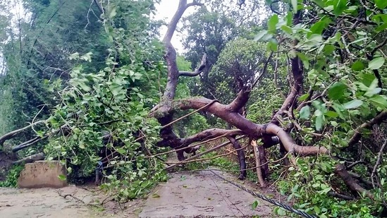 A tree lies on the ground, uprooted during the landfall of cyclone Yaas, at Gheri village in Chandipur, Balasore, Odisha on May 26.(PTI )