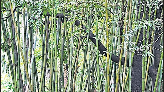 Pseudoxytenanthera madhavii known locally as Mes has been around for ages and in use in the north-western ghats. (HT) Pseudoxytenanthera madhavii known locally as Mes has been around for ages and in use in the north-western ghats. (HT)