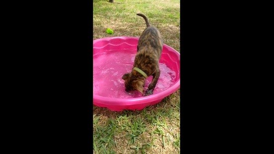 The doggo playing in his new pool. (Reddit/ashkrul) The doggo playing in his new pool. (Reddit/ashkrul)