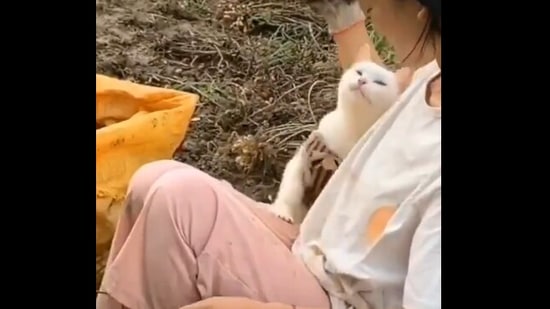 The image shows the kitty snuggling up to its human.(Reddit) The image shows the kitty snuggling up to its human.(Reddit)