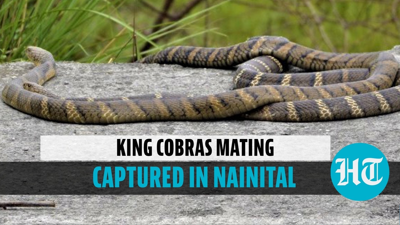 Watch Rare video of King Cobras mating in Uttarakhand forests