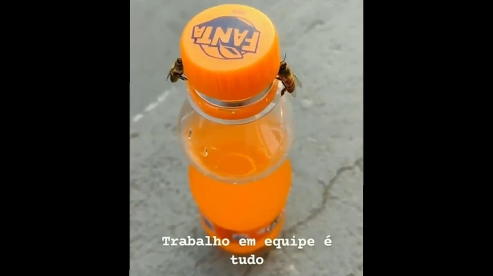 Two bees open the cap of a bottle, goes berserk Trending