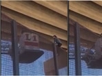 A video of the rescue effort surfaced online in which the CBP can be seen helping her down the border fence.