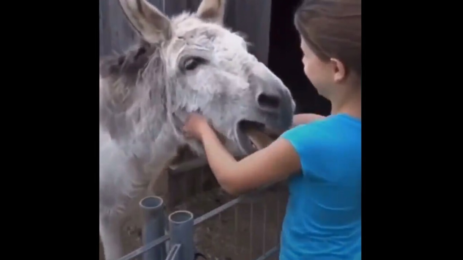Donkey Giral Xvideo - This video of a donkey and little girl hugging is making tweeple  teary-eyed. Watch | Trending - Hindustan Times