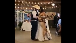 Doggo dancing with the wedding couple 