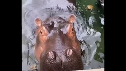 Fiona, the hippo, looking into the camera