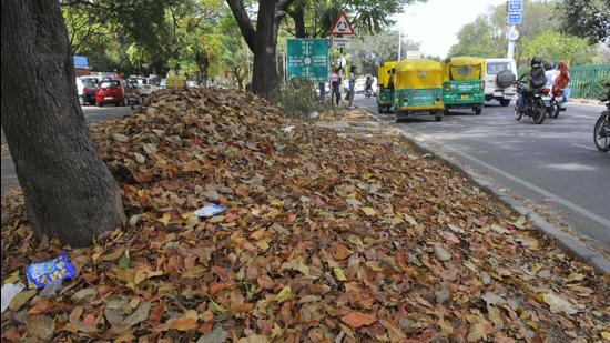 Dry leaves lying on a road in Chandigarh. (HT FILE) Dry leaves lying on a road in Chandigarh. (HT FILE)
