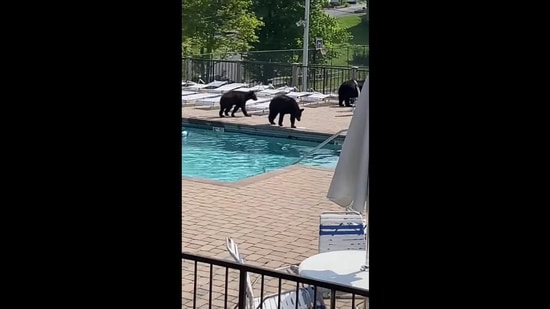 Bears who crashed the party stroll by the poll(YouTube/ Michelle Johnson)