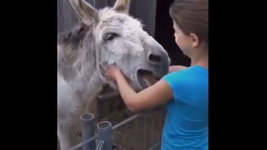 Grils Janwar Hd Xxx - This video of a donkey and little girl hugging is making tweeple  teary-eyed. Watch | Trending - Hindustan Times