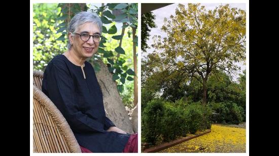 Author Manju Kapur and the amaltas in her house. Author Manju Kapur and the amaltas in her house.