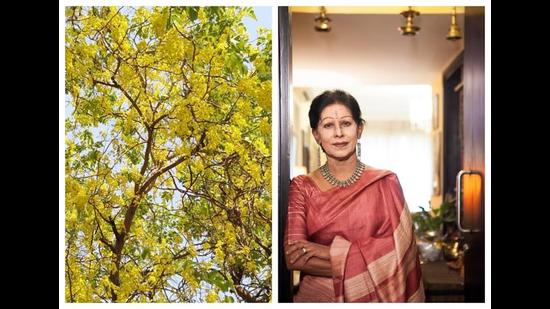 Shovana Narayan recalls how she has grown up in Delhi amid amaltas trees. Shovana Narayan recalls how she has grown up in Delhi amid amaltas trees.
