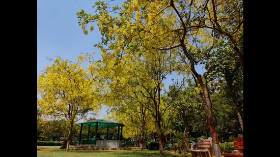 Amaltas trees are in full bloom in Delhi, and catching the fancy of Delhiites. (Photo: Shivam Saxena/HT)