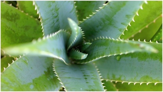 Aloe Vera and vitamin e face mask: To make this mask, you will need just 2 ingredients - aloe vera gel and vitamin e oil. Add 1 tablespoon aloe vera get and 2 drops of vitamin e oil to a bowl and mix well. Wash your face with lukewarm water then apply it evenly on your face, neck and wash it off the next morning.(Unsplash)
