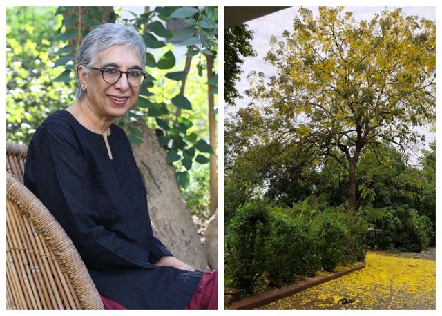 Author Manju Kapur and the amaltas in her house.