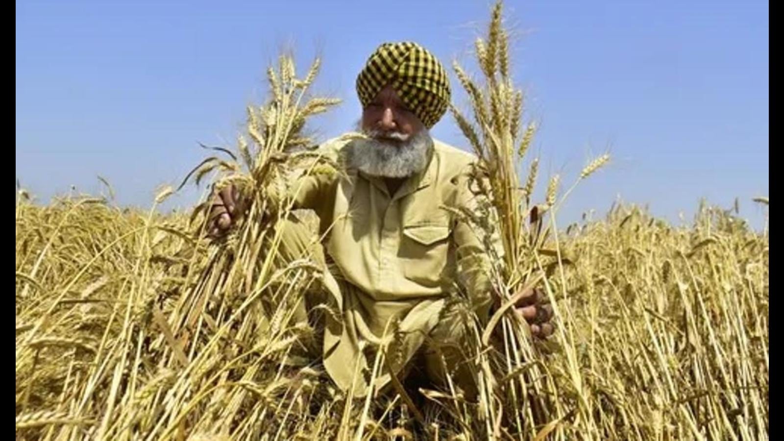 Punjab Reaps Record Wheat Production But Per Hectare Yield Goes Down By 