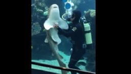 The image shows a shark getting belly rubs from a human.