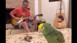 The image shows Tico the bird singing with its human.