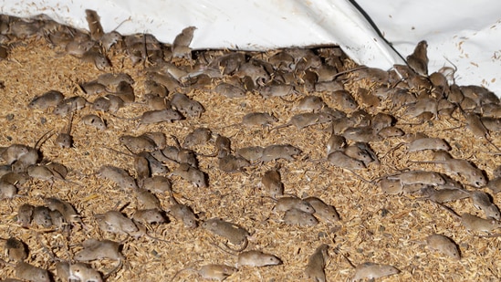 Mice scurry around stored grain on a farm near Tottenham, Australia.(AP) Mice scurry around stored grain on a farm near Tottenham, Australia.(AP)