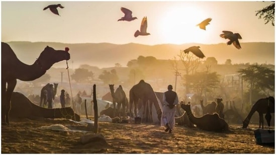 Pushkar Camel Fair: This festival is held in Pushkar, Rajasthan in November at the time of the Kartik Purnima full moon. Over 50,000 camels are shaved, decked up, paraded, participates in beauty contests, races, and are also traded. Folk musicians, dancers and snake charmers also gather to entertain the crowd.(Instagram/shikhar__saini)