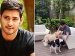 Mahesh Babu will be seen next in Sarkaru Vaari Paata. Mahesh Babu will be seen next in Sarkaru Vaari Paata.