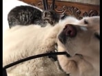 The image shows the tiny kitten preparing for a nap on a fluffy doggo.(Reddit) The image shows the tiny kitten preparing for a nap on a fluffy doggo.(Reddit)