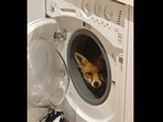 The image shows the fox hiding inside the washing machine.(Twitter/@NatashaTP) The image shows the fox hiding inside the washing machine.(Twitter/@NatashaTP)