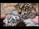 The image shows Sugar and Spice, two tiger cubs of the Shalon wildlife sanctuary.(Facebook/@Shalom Wildlife Sanctuary) The image shows Sugar and Spice, two tiger cubs of the Shalon wildlife sanctuary.(Facebook/@Shalom Wildlife Sanctuary)