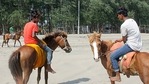The horses' owners said they were struggling to afford fodder for their animals, which are used for tourist rides at Cox's Bazar beach.(AFP) The horses' owners said they were struggling to afford fodder for their animals, which are used for tourist rides at Cox's Bazar beach.(AFP)