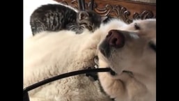The image shows the tiny kitten preparing for a nap on a fluffy doggo.