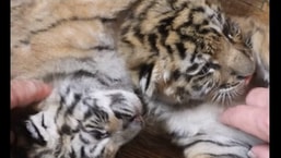 The image shows Sugar and Spice, two tiger cubs of the Shalon wildlife sanctuary.
