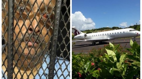 Antigua Prime Minister Gaston Browne says a private jet from India has arrived at Dominica. Antigua Newsroom published both the photos of Mehul Choksi and the Indian jet at Dominica airport.
