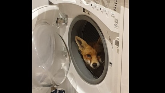 Uk Woman Finds Uninvited Guest Inside Washing Machine ‘what The Fox 