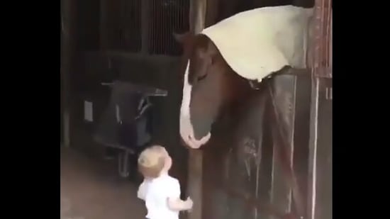 The image shows the kid greeting a horse.(Twitter@buitengebieden_) The image shows the kid greeting a horse.(Twitter@buitengebieden_)